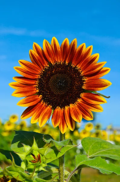 Solros på fältet med blå himmel — Stockfoto