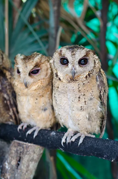 Close up of a baby Tawny Owl — Stock Photo, Image