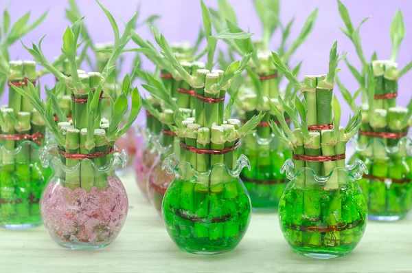 Lucky bamboo (Dracaena sanderiana) in a glass pot — Stock Photo, Image