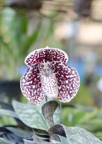 Lady Slipper Orchidée, Vénus pantoufle fleur, Paphiopedilum — Photo