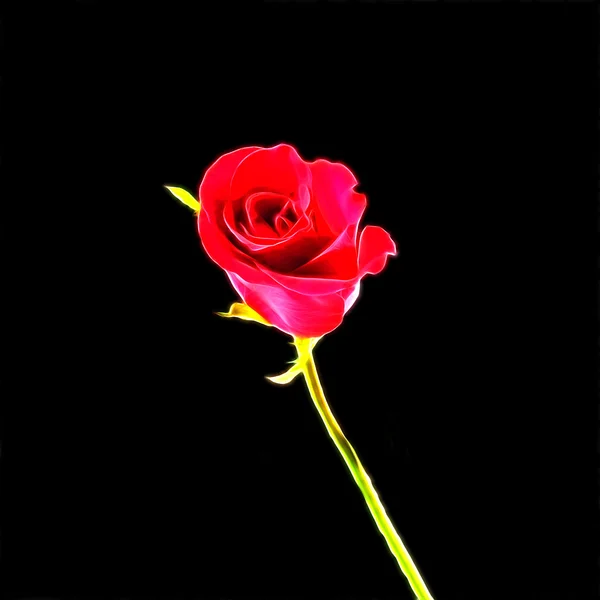 Indah bersinar merah mawar terhadap latar belakang hitam — Stok Foto