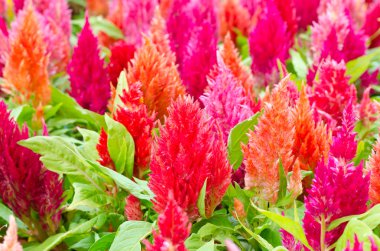 cockscomb, cins veya Celosia çiçek yatakta