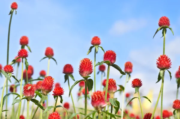 Tarlada kırmızı Gomphrena globosa çiçekler