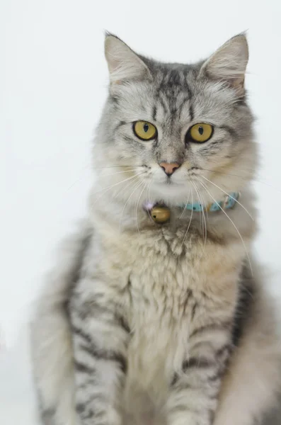 Tabby gatto persiano su uno sfondo grigio chiaro — Foto Stock