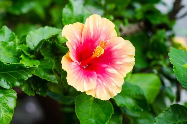 Fioritura Fiore Ibisco Giallo Rosa Giardino — Foto Stock