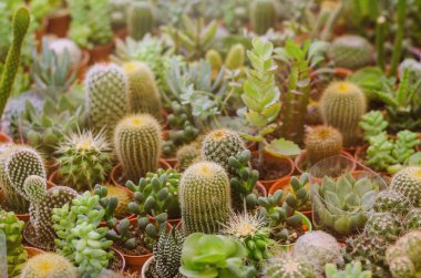 Tencerelerde çeşitli kaktüslerin toplanması