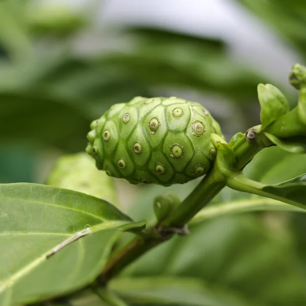 Noni Indian Mulberry fruit — Stock Photo, Image