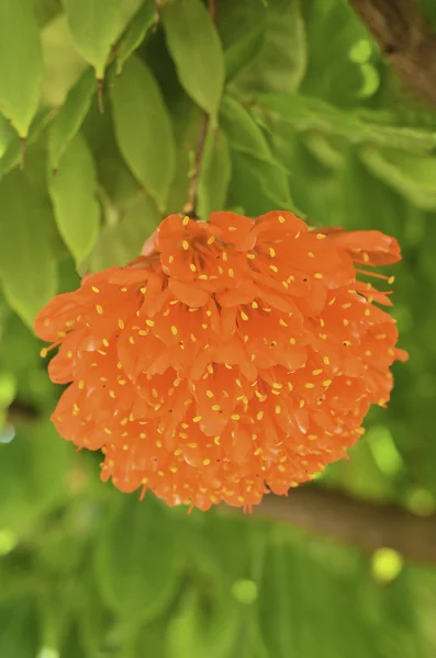 Scarlet rose av venezuela blomma — Stockfoto