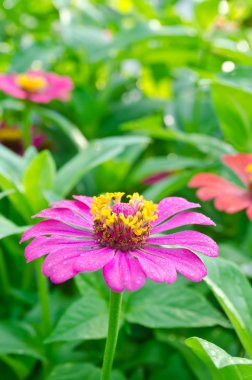 Bahçede pembe zinnia çiçekleri