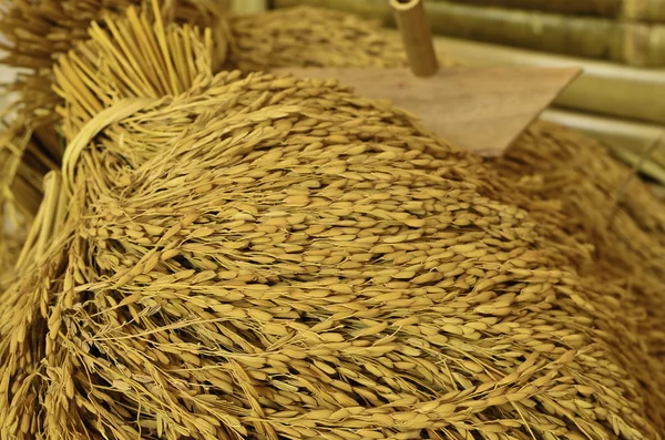 Ramo de arroz con cáscara —  Fotos de Stock