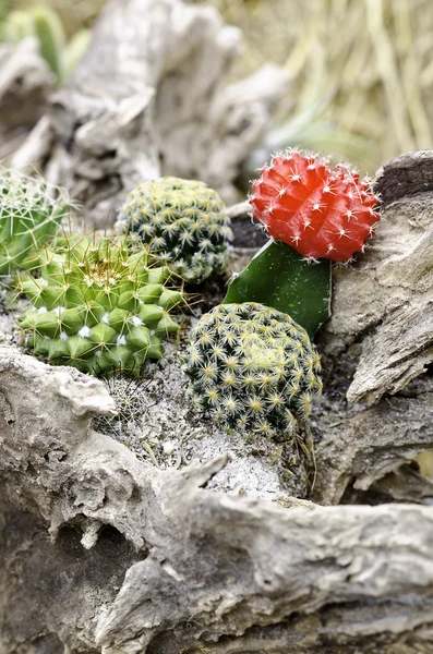 Cactus en el jardín — Foto de Stock