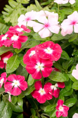 Güzel pembe vinca çiçek veya Madagaskar salyangozu