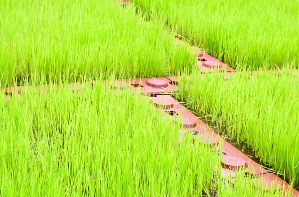 Green paddy field — Stock Photo, Image