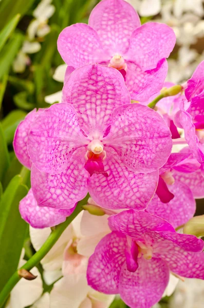 Pink vanda orchid — Stock Photo, Image