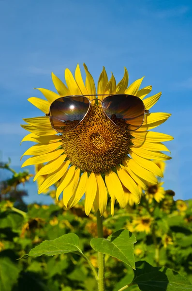 Smiley solros bär solglasögon under blå himmel — Stockfoto