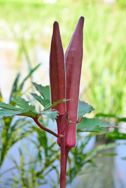 "Röd Burgund "okra — Stockfoto