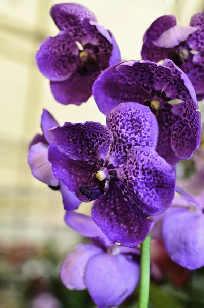 Beautiful bunch of purple orchid — Stock Photo, Image