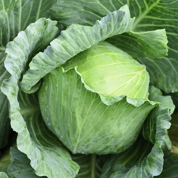 Frischer Grünkohl — Stockfoto