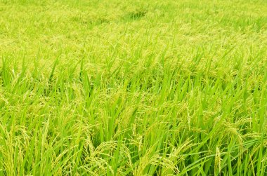 Tayland 'daki pirinç tarlası