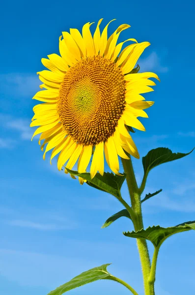 Girassol com céu azul — Fotografia de Stock