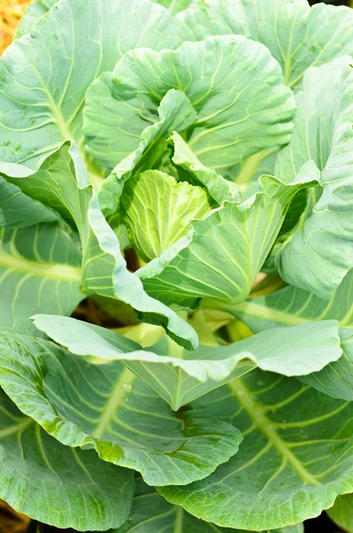 Kubis hijau segar di kebun sayuran — Stok Foto