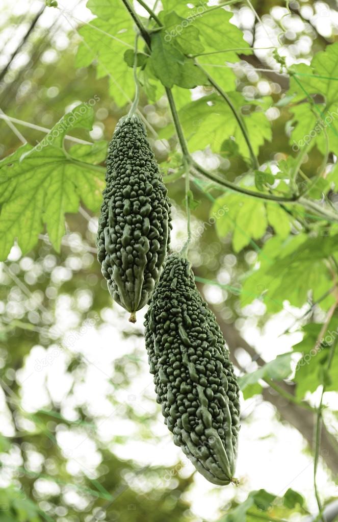 El melón amargo que crece en la vid en el jardín. 2024