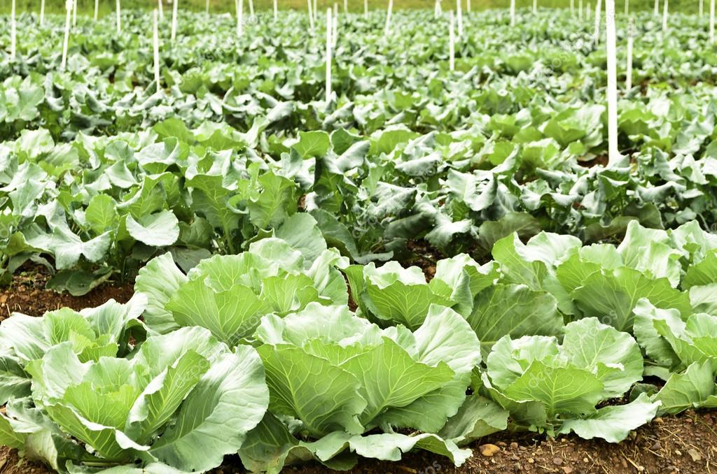 Plantation of Cabbage and Broccoli — Stock Photo © bentaboe 61812751