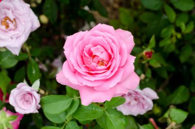 Bahçedeki güzel pembe gül çiçeği