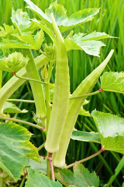 Okra on tree in garden near rice field — Stock Photo, Image