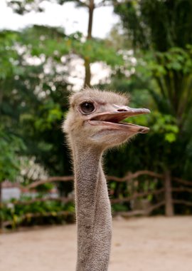 Devekuşu veya ortak devekuşu (Struthio camelus) khaokaew açık Hayvanat Bahçesi, 