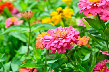 Arka plan, sığ derinlik Zinnia çiçekler güneş ışınları ile soyut 