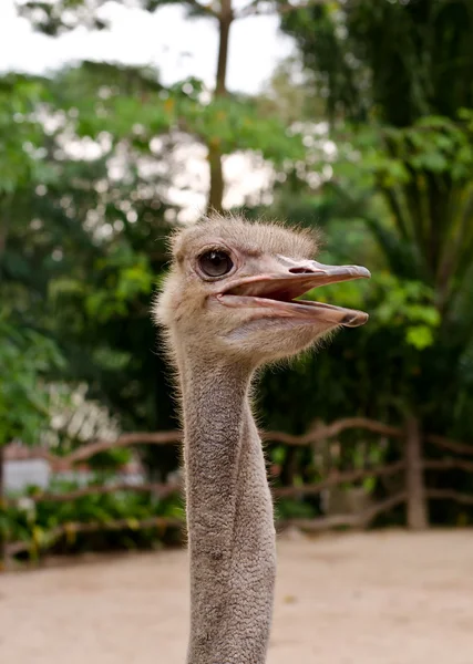 Struisvogel of gemeenschappelijke struisvogel (Struthio camelus) khaokaew open zoo, — Stockfoto