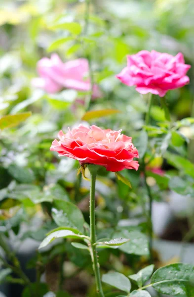 Ett gäng röda rosor i trädgården — Stockfoto