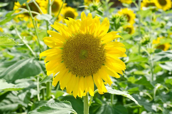 Solros på fältet — Stockfoto