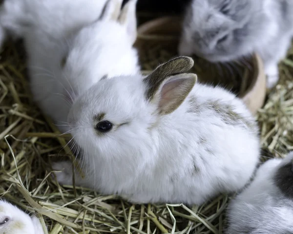 Young Bunny Rabbits — Stock Photo, Image