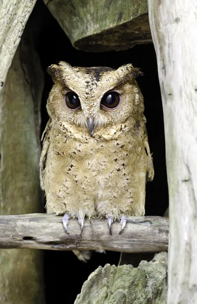 Close up of a baby Tawny Owl — Stock Photo, Image