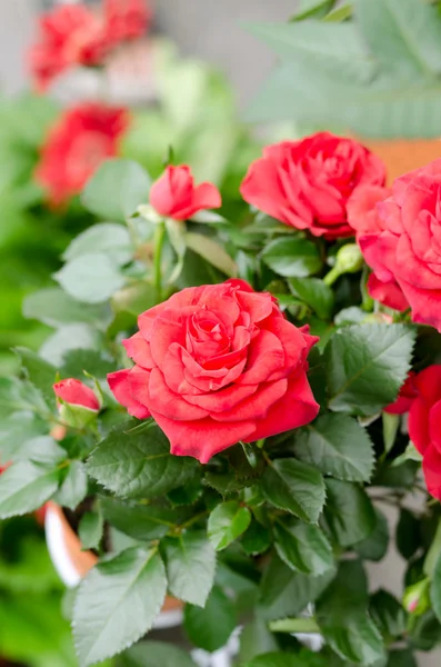 A bunch of red roses in the garden — Stock Photo, Image