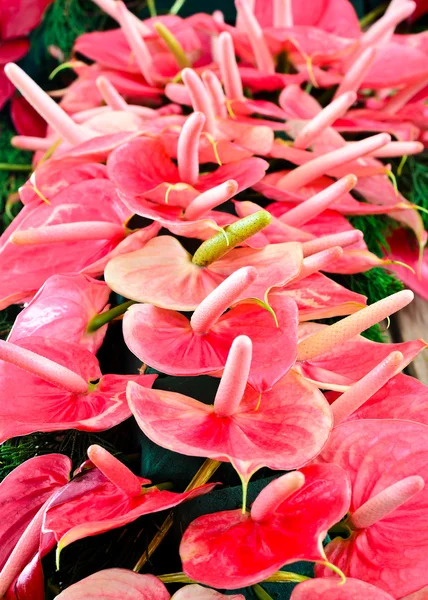 Flamingo flowers — Stock Photo, Image