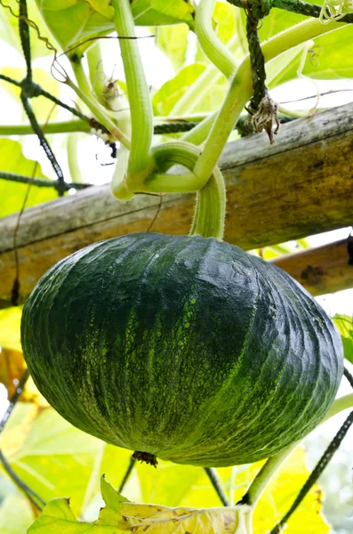 Little pumpkin growing on a pumpkin patch — Stock Photo, Image