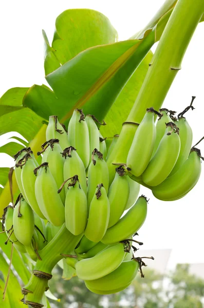 Trossen van groene bananen op boom — Stockfoto