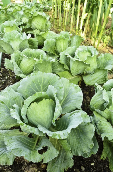 Plantación de col — Foto de Stock