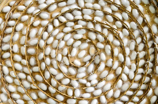 Hedvábné červ zámotků v bílém hnízda — Stock fotografie