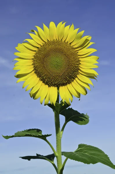 Solros med blå himmel — Stockfoto