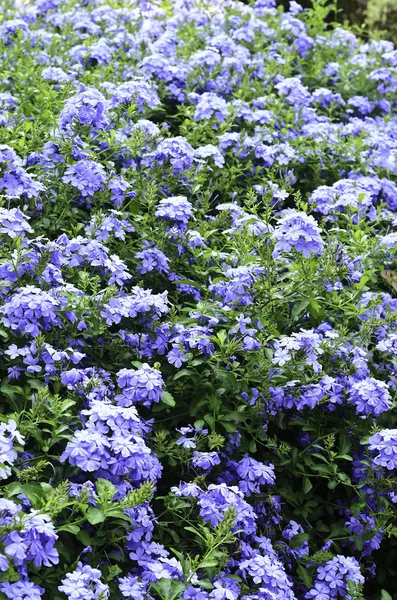 Cape leadwort bloemen of plumbago — Stockfoto