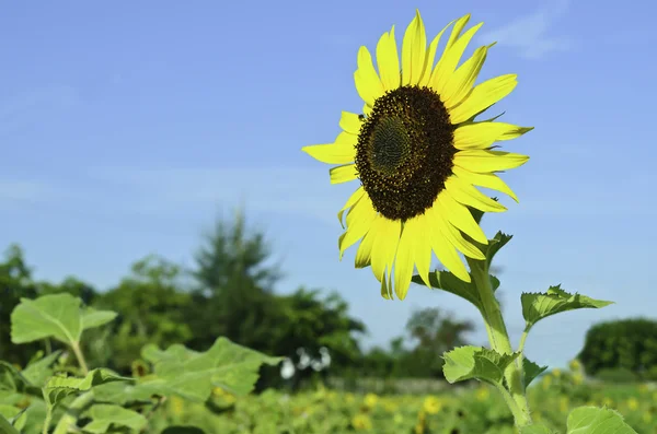 Solrosfält med blå himmel — Stockfoto