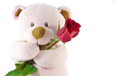 kırmızı gül ile ayı