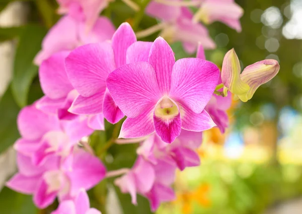 Krásná orchidej květina — Stock fotografie