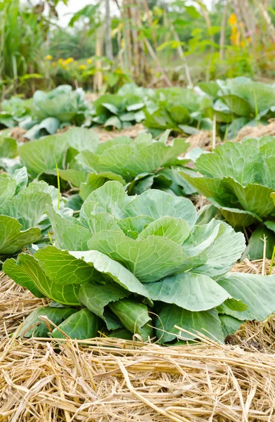 Färsk grön kål i en köksträdgård — Stockfoto