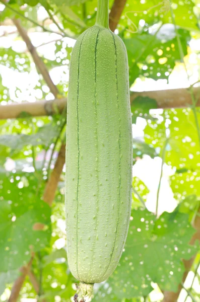 Smooth Loofah or Luffa cylindrica — Stock Photo, Image