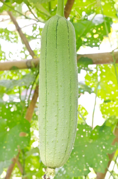 Smidig luffa eller Luffa cylindrica Stockfoto